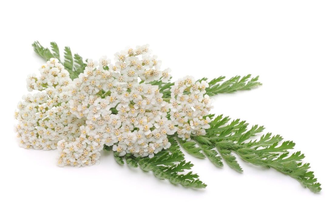 yarrow - cream Proctonic composition